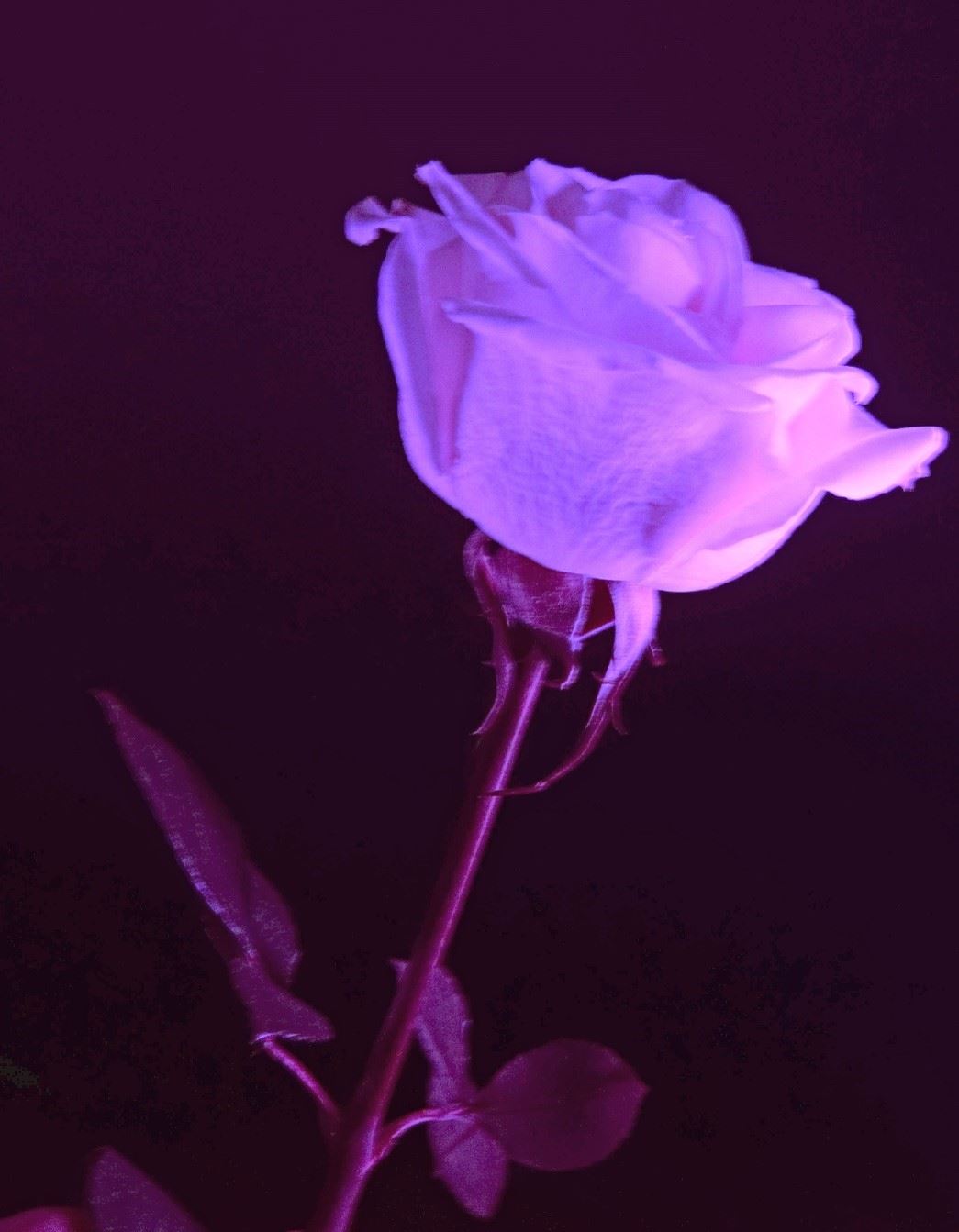 Anthony Vanhanselaere